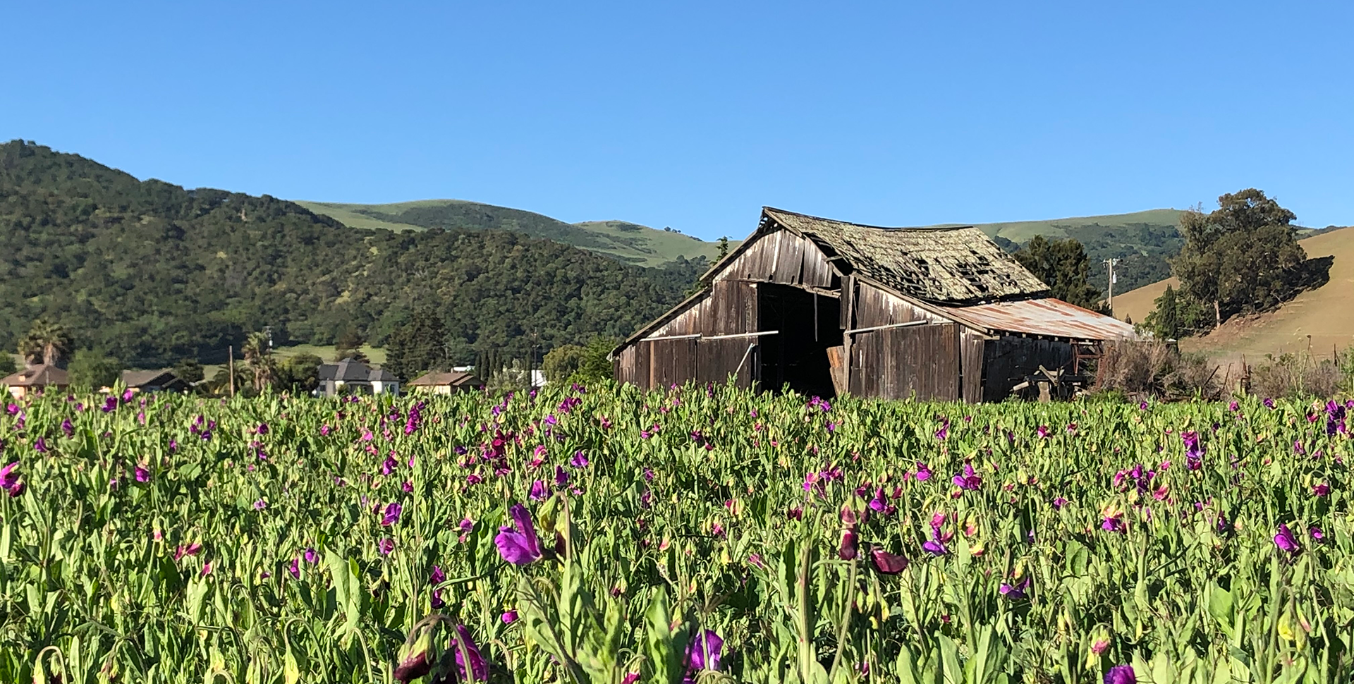 A dilapidated barn in a field of flowers